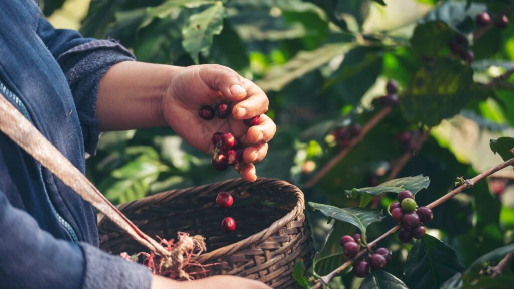 Καφές: Το φυτό & η καλλιέργειά του